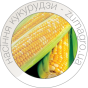 Насіння Кукурудзи (21)