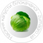 насіння кабусти б/к (1)