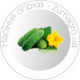 Насіня Огірків