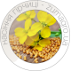 Насіння гірчиці