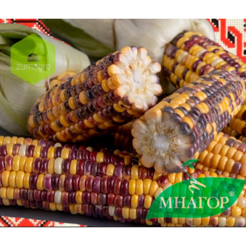 Вишиванка F1 насіння кукурудзи 1000 шт